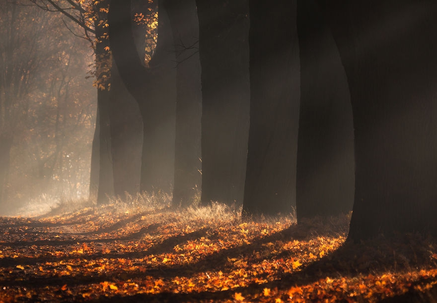 9 gyönyörű őszi fotó egy lengyel erdőről - STYLELIFE - Utazás - hangulat, Lengyelország, ősz, őszi erdő, őszi színek, 