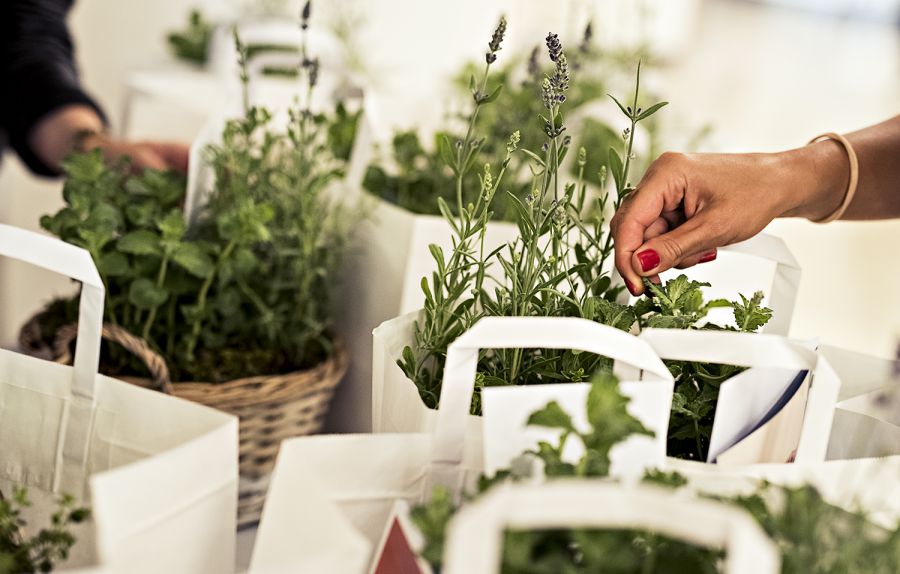 Nyári Foodie-kalauz Mautner Zsófival: ehető gyomnövényekkel indult a MOM Park Gasztro Napok - STYLENEWS - Rendezvények - gasztronómia, mautner zsófi, mom park, 