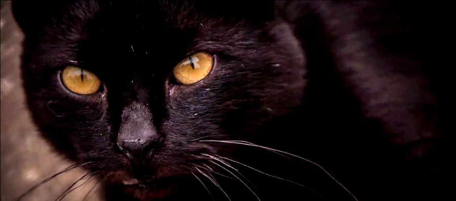 Tehetünk ellene, tegyünk is ellene! - Aktuális -  - állatok világnapja, emag, 