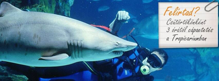 Közép-Európa egyedülálló attrakciója lehetne a budapesti delfinárium - beszélgetés Farkasdi Thomasszal, a Tropicarium tulajdonosával - STYLENEWS - Interjúk - állatkert, budapest, interjú, tropicarium, 