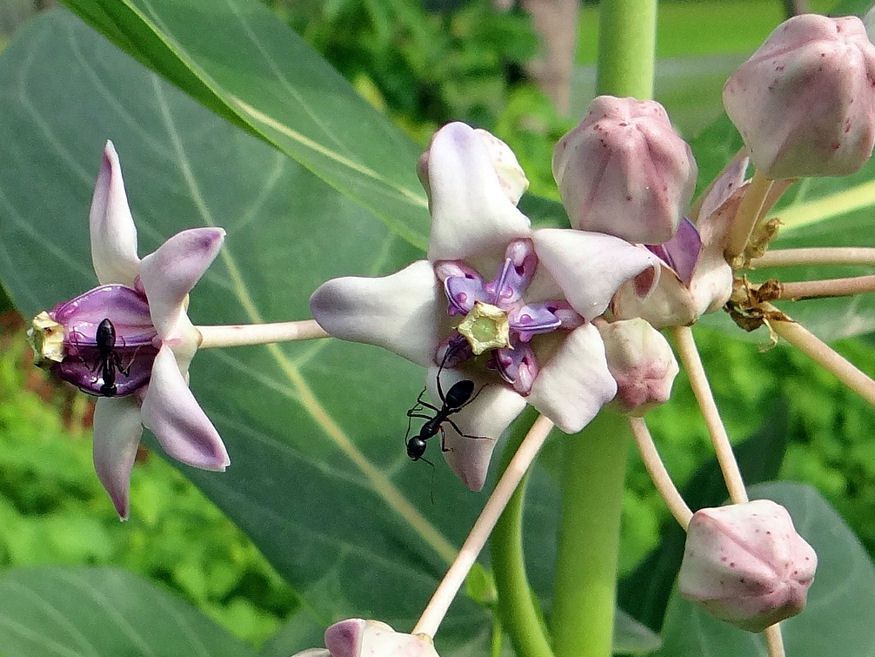 Milyen hatásai lehetnek a Koronavirágnak ? - STYLELIFE - Egészség - koronavirág, 