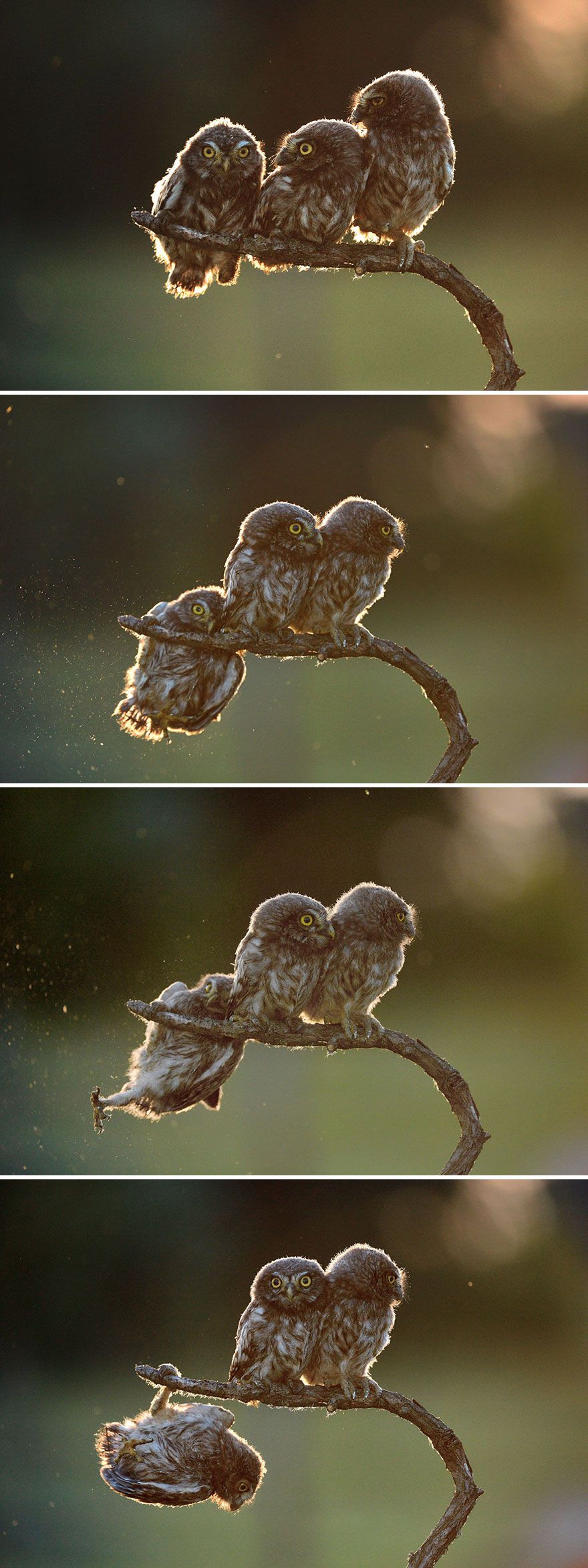 Az elmúlt év legviccesebb állatos fotói - STYLENEWS - Aktuális - állatok, januárra ajánljuk, vicces, 