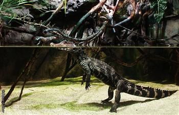 Tudtad? Érdekességek az állatvilágból - Törpekajmán - STYLELIFE - Style family - törpekajmán, tropicarium, tropicarium magyarország, 