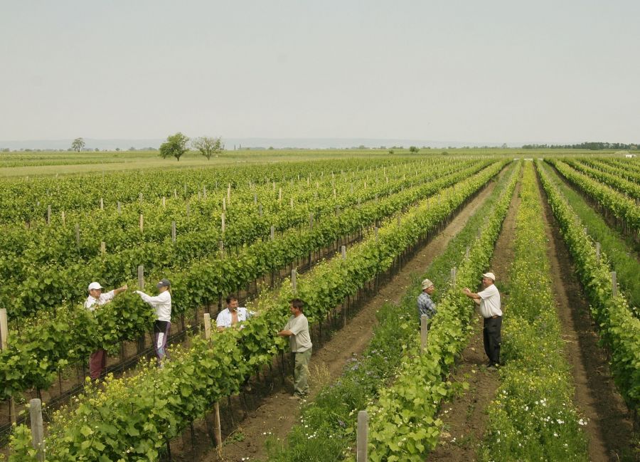 Teázó szőlőtőkék – ez volna a jövő? - STYLELIFE - Gasztronómia - 