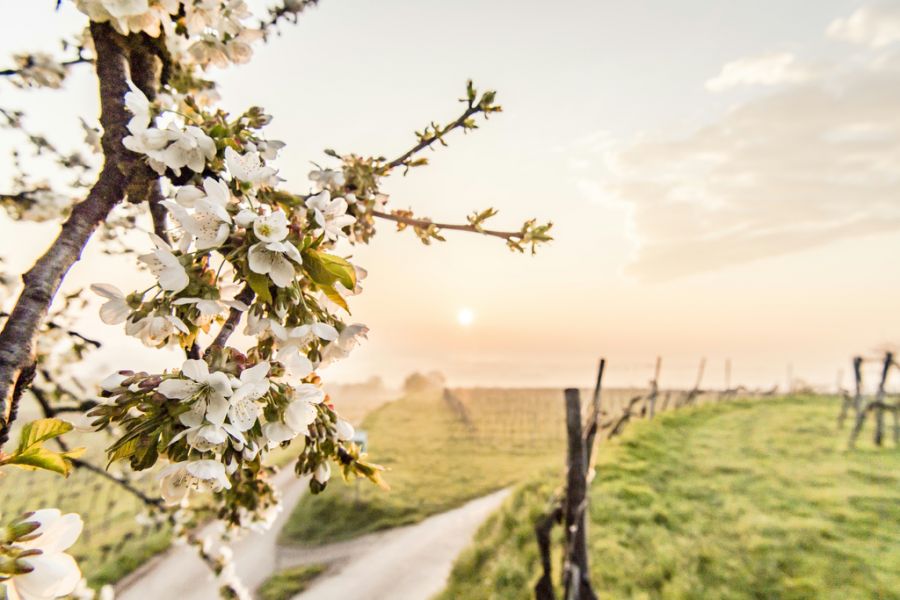 Tavaszi zsongás, megújulás Alsó-Ausztriában - STYLELIFE - Utazás - alsó-ausztria, utazás, 