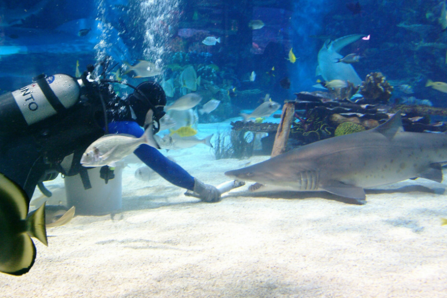 4 dolog, amit nyáron tehetsz, ha idén nem utazol el nyaralni - STYLENEWS - Aktuális - nyár, nyarlás, ötletek, programok, tippek, tropicarium, 