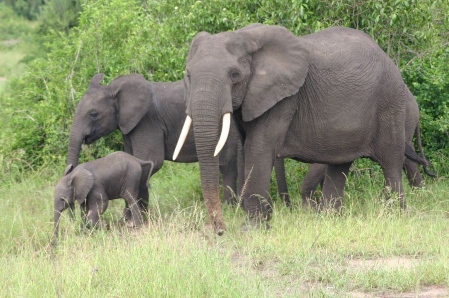 Felfedezésre váró Afrika - Uganda - STYLELIFE - Utazás - afrika, uganda, utazás, vjm style, 