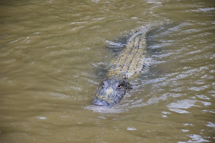 New Orleans, a zene városa - STYLELIFE - Utazás - almásy gyula, new orleans, utazás, vjmstyle, 