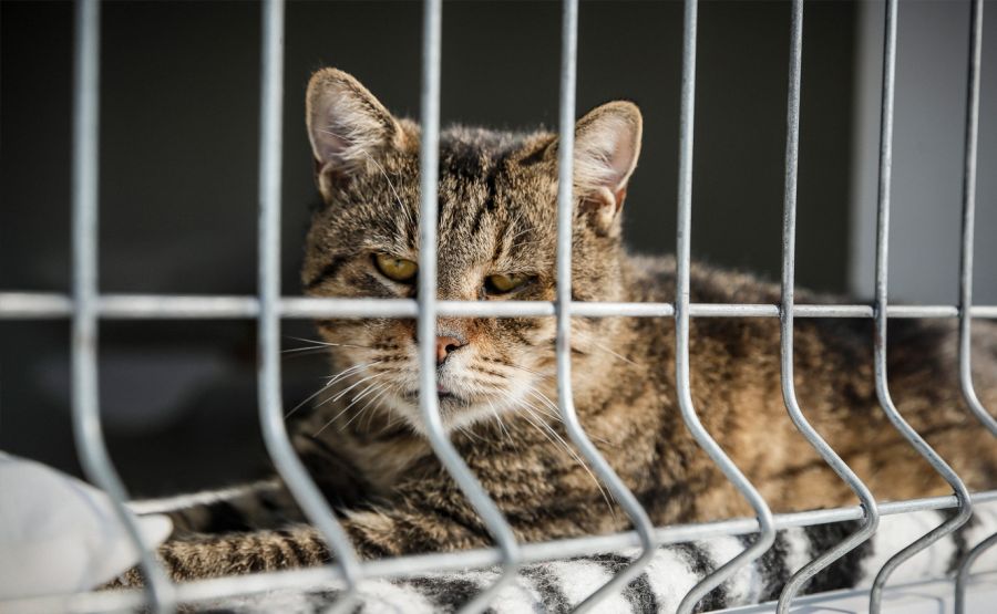 Ments meg egy kiscicát, és megmented a világot! - STYLENEWS - Rendezvények - alapítvány, állatok, cicák, kápolna, macskaárvaház alapítvány, macskák, 