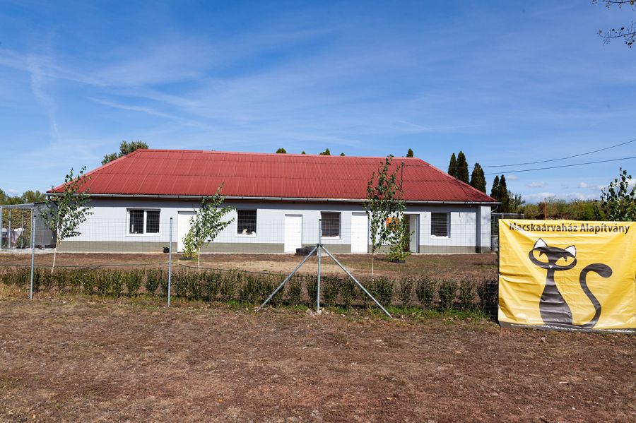 Ments meg egy kiscicát, és megmented a világot! - STYLENEWS - Rendezvények - alapítvány, állatok, cicák, kápolna, macskaárvaház alapítvány, macskák, 