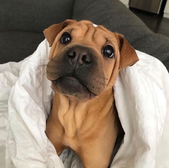 TOP10: Az idei ősz legédesebb képgalériája - STYLENEWS - Aktuális - állatok, boredpanda, kisállatok, kölykök, kölyök kutya, kutyák, 