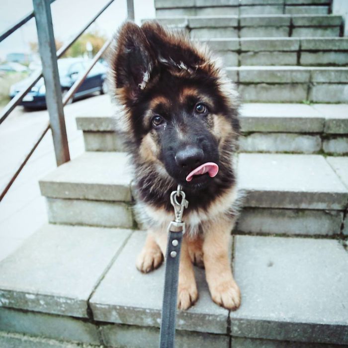 TOP10: Az idei ősz legédesebb képgalériája - STYLENEWS - Aktuális - állatok, boredpanda, kisállatok, kölykök, kölyök kutya, kutyák, 