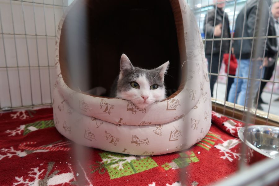 Ötödik alkalommal osztotta ki a Szent Gertrúd díjakat a Macskaárvaház Alapítvány - STYLENEWS - Aktuális - 