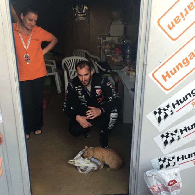 Te tudod, hogy mi a közös Lewis Hamiltonban és Kiss Norbiban? - STYLENEWS - Aktuális - kiss norbi, lewis hamilton, macskaárvaház alapítvány, vegán, vegán életmód, 