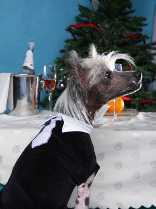 Mire jó a kutyaruha? És milyen A jó kutyaruha? -  -  - DogThings, kutya, kutyadivat, 