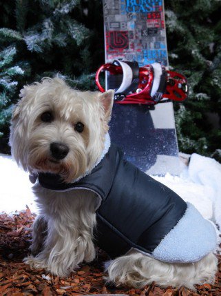 Mire jó a kutyaruha? És milyen A jó kutyaruha? -  -  - DogThings, kutya, kutyadivat, 