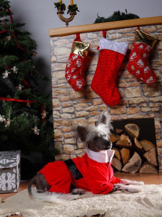 Mire jó a kutyaruha? És milyen A jó kutyaruha? -  -  - DogThings, kutya, kutyadivat, 