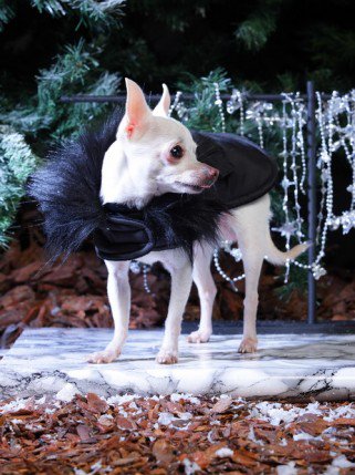 Mire jó a kutyaruha? És milyen A jó kutyaruha? -  -  - DogThings, kutya, kutyadivat, 