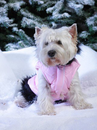 Mire jó a kutyaruha? És milyen A jó kutyaruha? -  -  - DogThings, kutya, kutyadivat, 