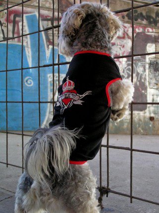 Mire jó a kutyaruha? És milyen A jó kutyaruha? -  -  - DogThings, kutya, kutyadivat, 