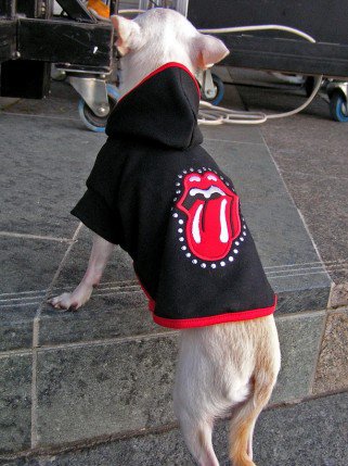 Mire jó a kutyaruha? És milyen A jó kutyaruha? -  -  - DogThings, kutya, kutyadivat, 