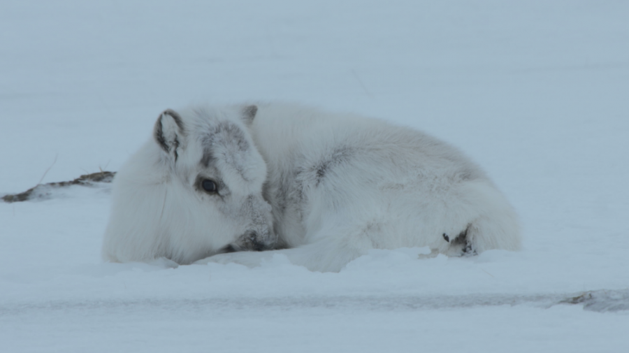 Meghökkentő túlélési technikák az állatvilágból - KERESD A NŐT  - Fesztelen mindennapok - állatvilág, túlélési praktikák, 