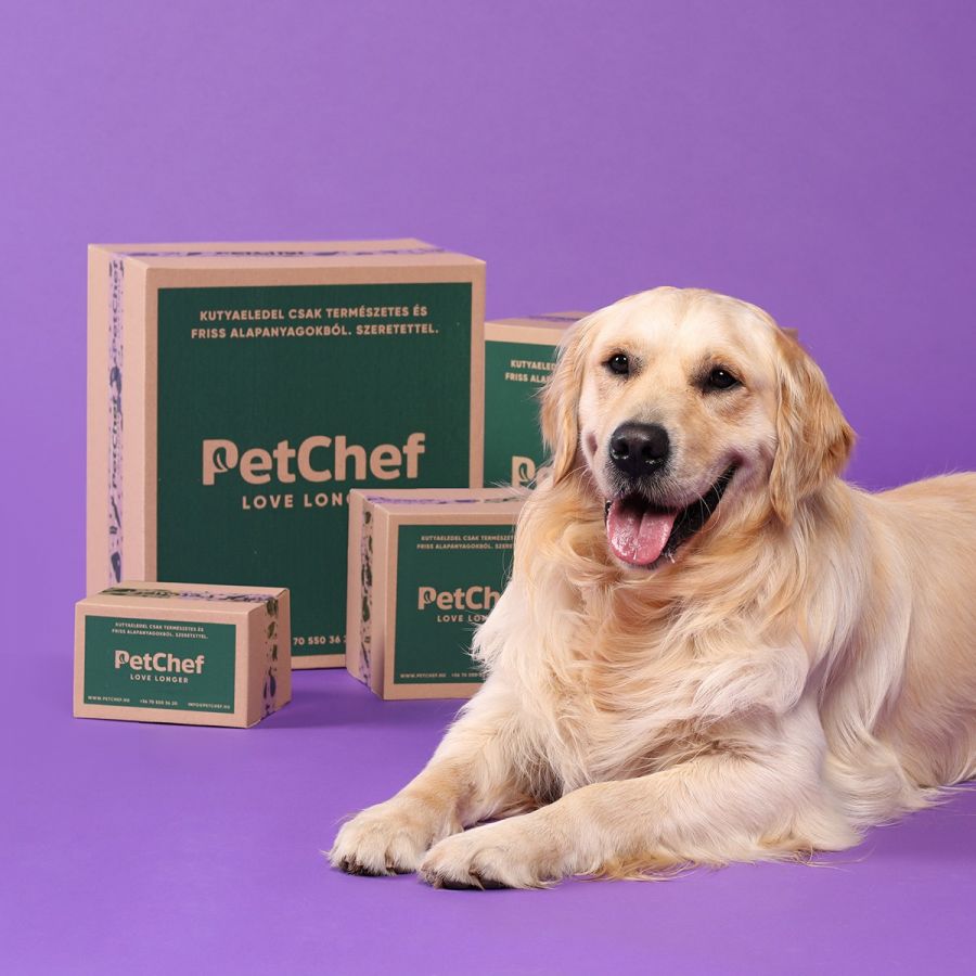 Superfood a kutyáknak is? Életmentő lehet a kutyusodnak - STYLELIFE - Egészség - állatok, eledel, kisállat, kutya, petchef, superfood, 