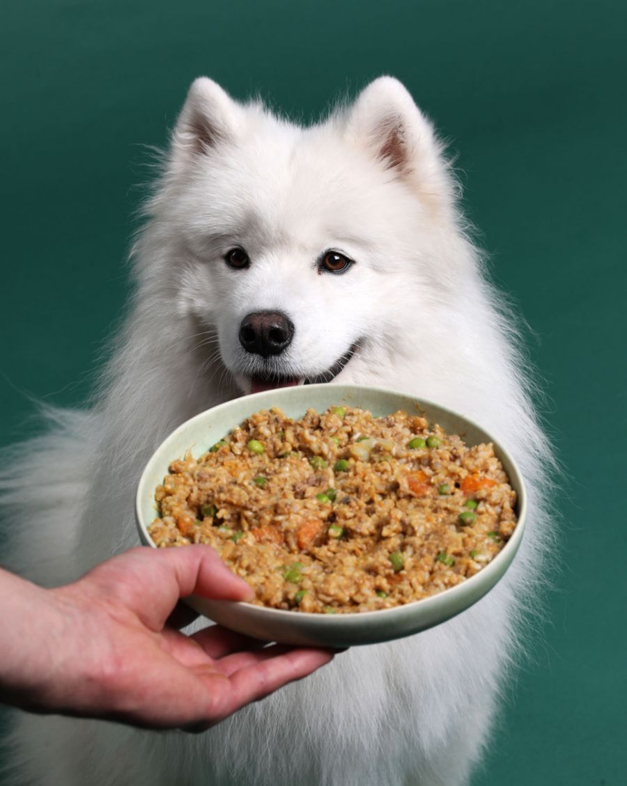 Superfood a kutyáknak is? Életmentő lehet a kutyusodnak - STYLELIFE - Egészség - állatok, eledel, kisállat, kutya, petchef, superfood, 