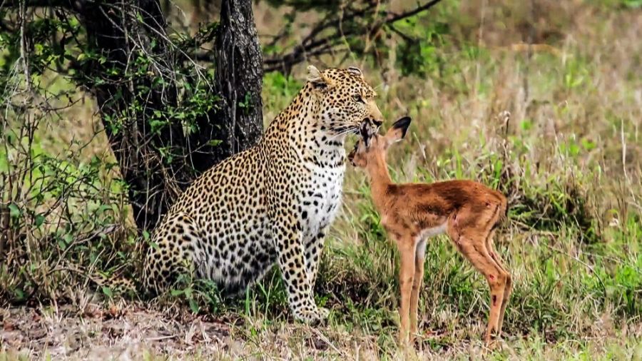 Állati típusú találkozások - STYLENEWS - Kultúr-kitérő - állatok, dokumentumfilmek, 
