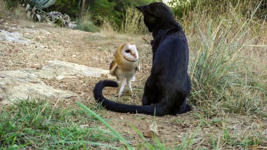 Állati típusú találkozások - STYLENEWS - Kultúr-kitérő - állatok, dokumentumfilmek, 