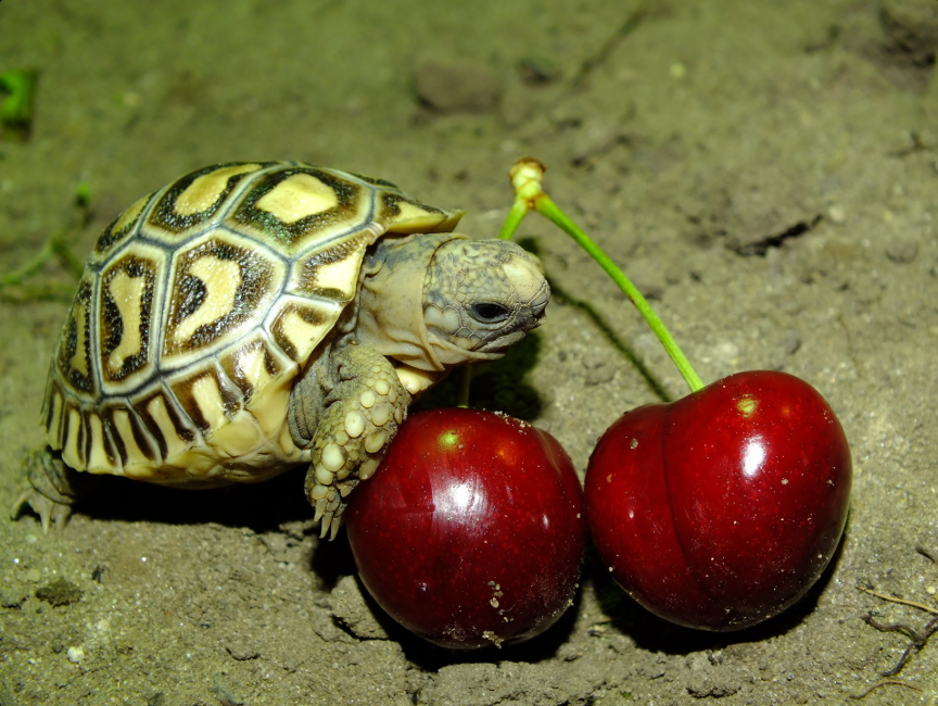 20 éves kicsik és nagyok kedvence, a Tropicarium - STYLELIFE - Stylekids - állatkert, születésnap, tropicarium, 
