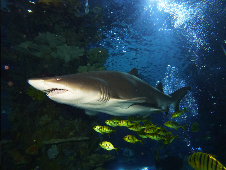 Mit csináljunk strandolás helyett? - Programötlet gyerekekkel kevésbé nyárias napokra - STYLELIFE - Style family - gyerekek, nyár, program, tropicarium, 