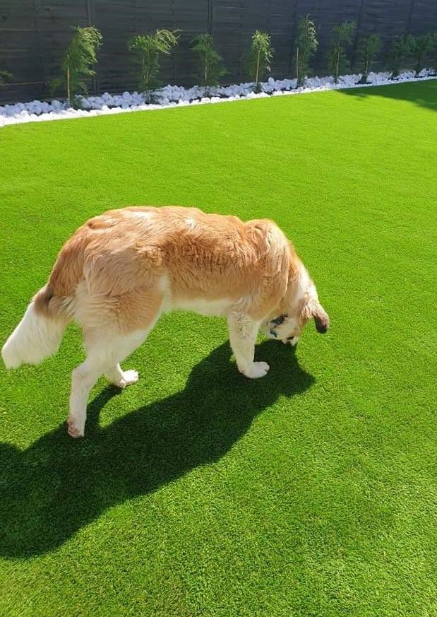 A szomszéd kertje mindig zöldebb - De mitől? - STYLELIFE - Otthon & Design - kert, műfű, namgrass, otthon, 