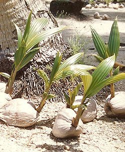 A leghasznosabb fa -  -  - bimbók, burkolata, csomó, csúcsán, fa, fehér, leghasznosabb, levél, pompás, saláta, sárgás, szíve, szövet, természetes, 