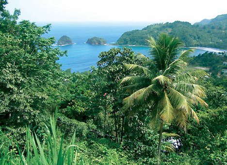 A leghasznosabb fa -  -  - bimbók, burkolata, csomó, csúcsán, fa, fehér, leghasznosabb, levél, pompás, saláta, sárgás, szíve, szövet, természetes, 