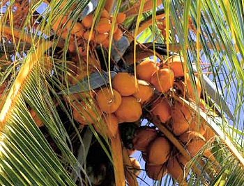 A leghasznosabb fa -  -  - bimbók, burkolata, csomó, csúcsán, fa, fehér, leghasznosabb, levél, pompás, saláta, sárgás, szíve, szövet, természetes, 