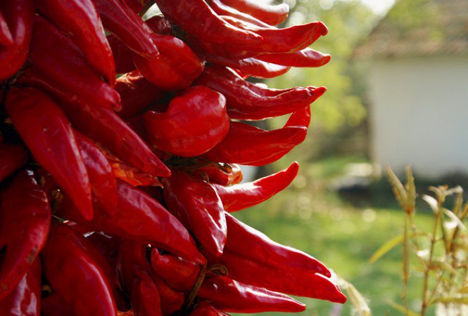 Így gyógyít a hagyma -  -  - egészség, gasztronómia, hagyma, kapszaicin, paprika, táplálkozás, 