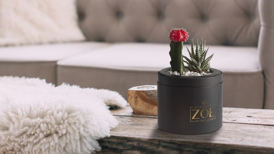 Ajándék titkos összetevővel - amivel még biztosan sehol sem találkozhattál - STYLELIFE - Otthon & Design - ajándék ötlet, ajándék ötletek, dekoráció, lakberendezés, szobanövények, 