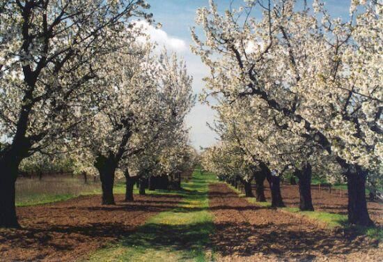 3 kora tavaszi kirándulóhely, amit érdemes meglátogatnod! - STYLELIFE - Utazás - kirándulóhelyek, kirándulóhelyek magyarországon, tavasz, 