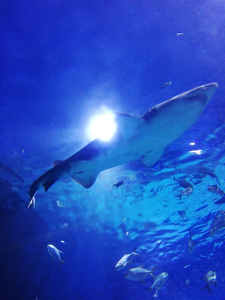 Homoki tigriscápák érkeztek a Tropicariumba - STYLENEWS - Aktuális - cápák, homoki tigriscápa, tropicarium, 