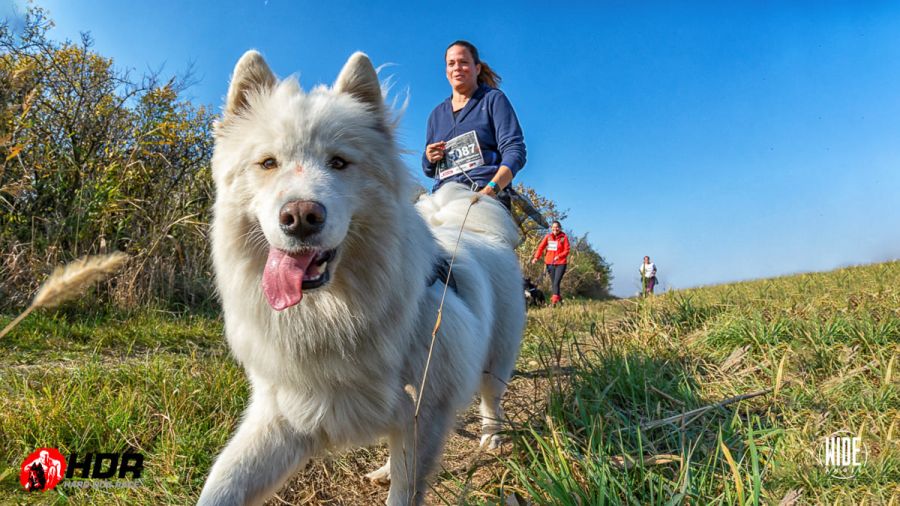 NOT JUST RUN: jótékonysági futam, tavaszi HDR örömfutás - STYLENEWS - Aktuális - hard dog race, hdr, 