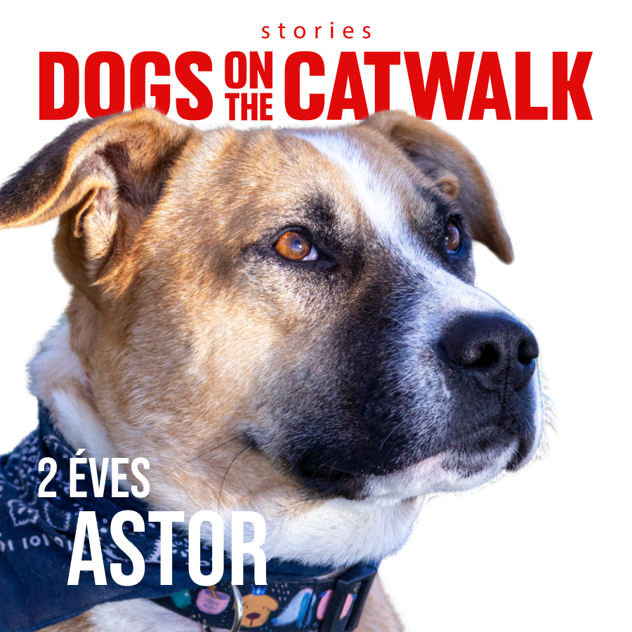 Kiskutyák a kifutón: Nemes ügy mellé álltak a sztárok - STYLENEWS - Rendezvények - dogs on the catwalk, Kiskutyák a kifutón, kutyák, kutyus, örökbefogadás, örökbefogadható kutyák, 