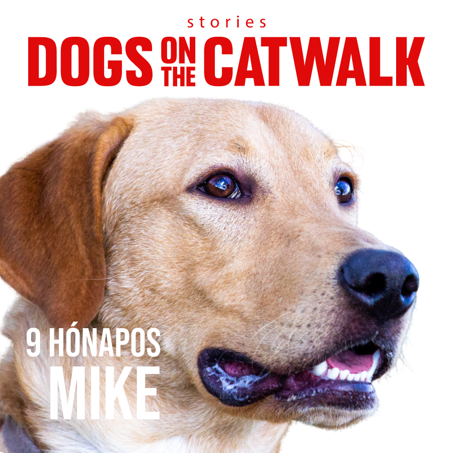 Kiskutyák a kifutón: Nemes ügy mellé álltak a sztárok - STYLENEWS - Rendezvények - dogs on the catwalk, Kiskutyák a kifutón, kutyák, kutyus, örökbefogadás, örökbefogadható kutyák, 