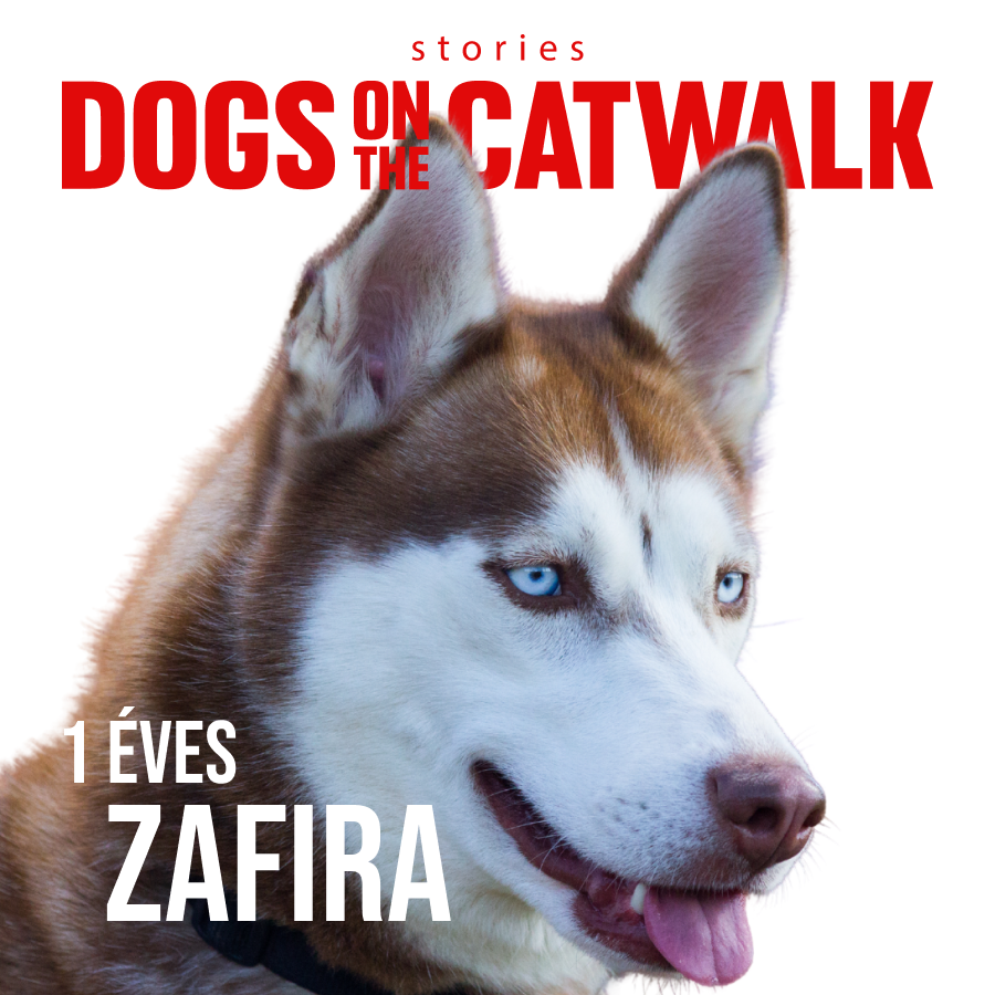 Kiskutyák a kifutón: Nemes ügy mellé álltak a sztárok - STYLENEWS - Rendezvények - dogs on the catwalk, Kiskutyák a kifutón, kutyák, kutyus, örökbefogadás, örökbefogadható kutyák, 