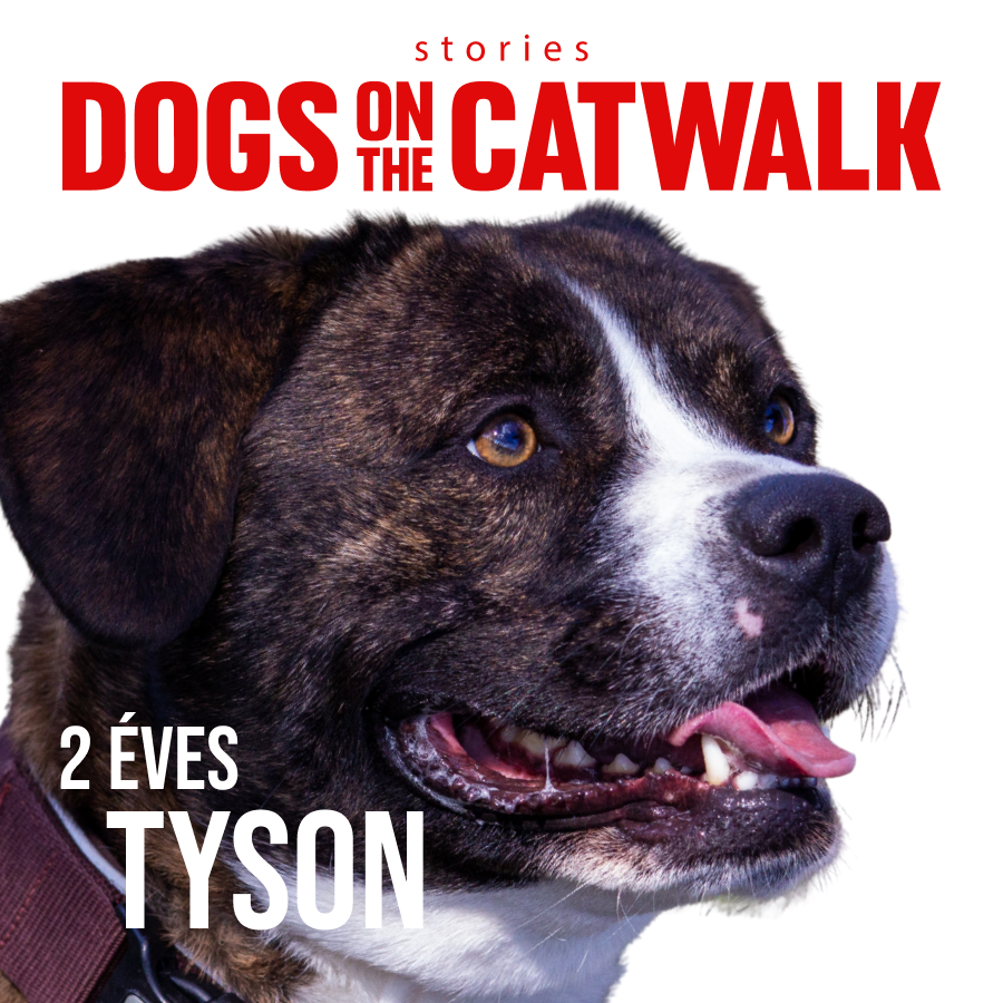 Kiskutyák a kifutón: Nemes ügy mellé álltak a sztárok - STYLENEWS - Rendezvények - dogs on the catwalk, Kiskutyák a kifutón, kutyák, kutyus, örökbefogadás, örökbefogadható kutyák, 