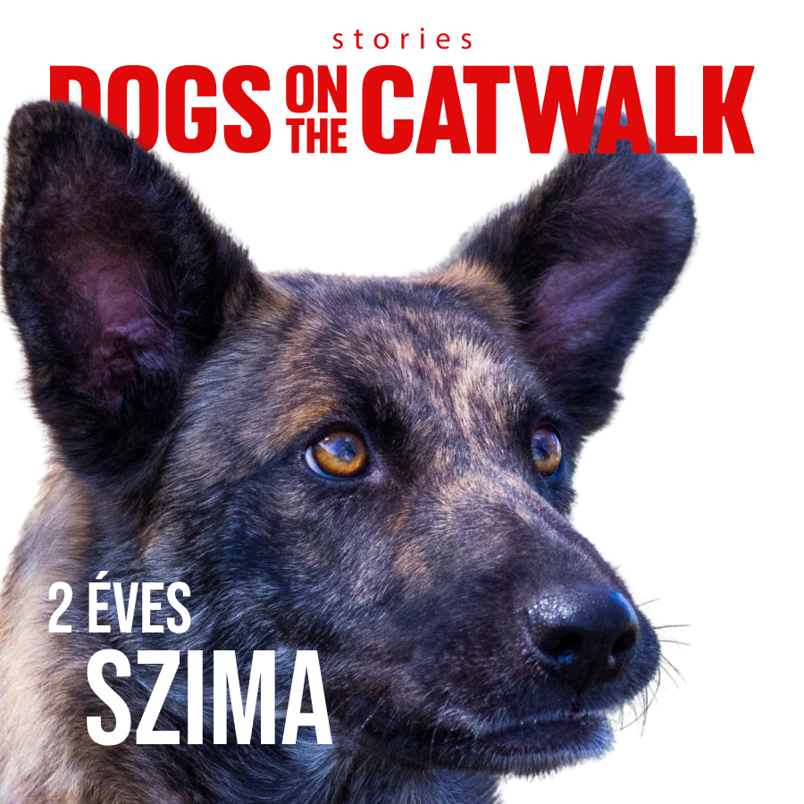 Kiskutyák a kifutón: Nemes ügy mellé álltak a sztárok - STYLENEWS - Rendezvények - dogs on the catwalk, Kiskutyák a kifutón, kutyák, kutyus, örökbefogadás, örökbefogadható kutyák, 