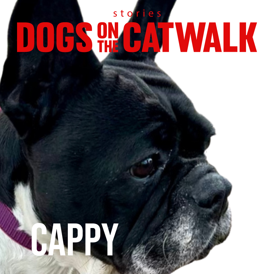 Kiskutyák a kifutón: Nemes ügy mellé álltak a sztárok - STYLENEWS - Rendezvények - dogs on the catwalk, Kiskutyák a kifutón, kutyák, kutyus, örökbefogadás, örökbefogadható kutyák, 