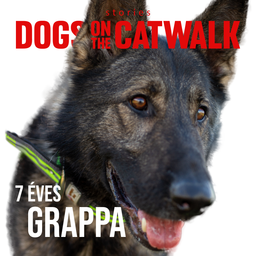 Kiskutyák a kifutón: Nemes ügy mellé álltak a sztárok - STYLENEWS - Rendezvények - dogs on the catwalk, Kiskutyák a kifutón, kutyák, kutyus, örökbefogadás, örökbefogadható kutyák, 