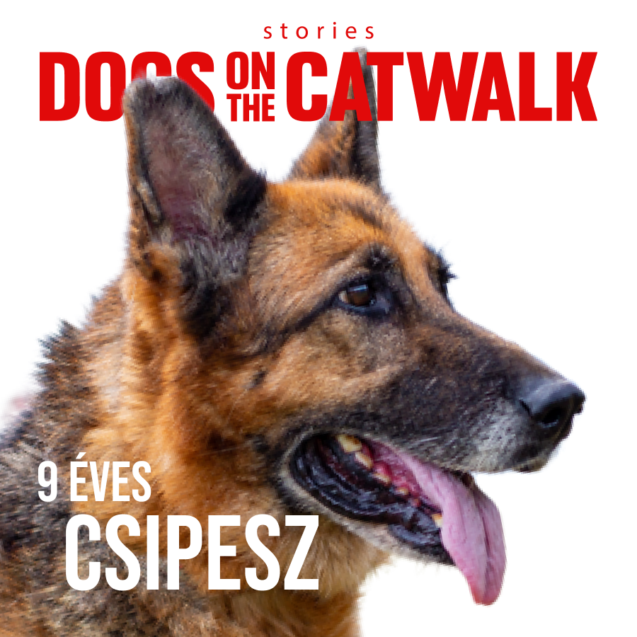 Kiskutyák a kifutón: Nemes ügy mellé álltak a sztárok - STYLENEWS - Rendezvények - dogs on the catwalk, Kiskutyák a kifutón, kutyák, kutyus, örökbefogadás, örökbefogadható kutyák, 