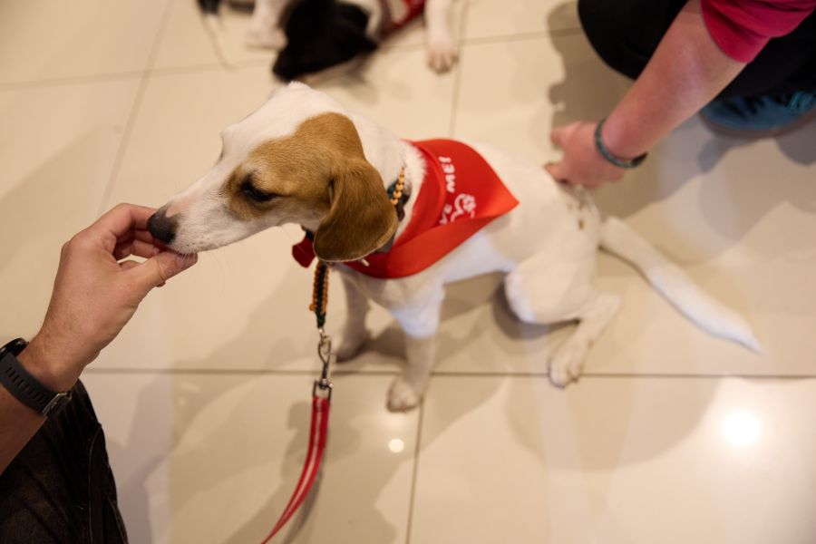 Menhelyi kutyák reflektorfényben – árva kutyákkal mutatták be a hazai divattervezők kollekcióikat sztárnagykövetek kíséretében - STYLENEWS - Aktuális - divatbemutató, dogs on the catwalk, dr Orosz Cintia, kutyák, menhely, menhelyi kutyák, örökbefogadás, Rubint Réka, ürömi állatotthon, 